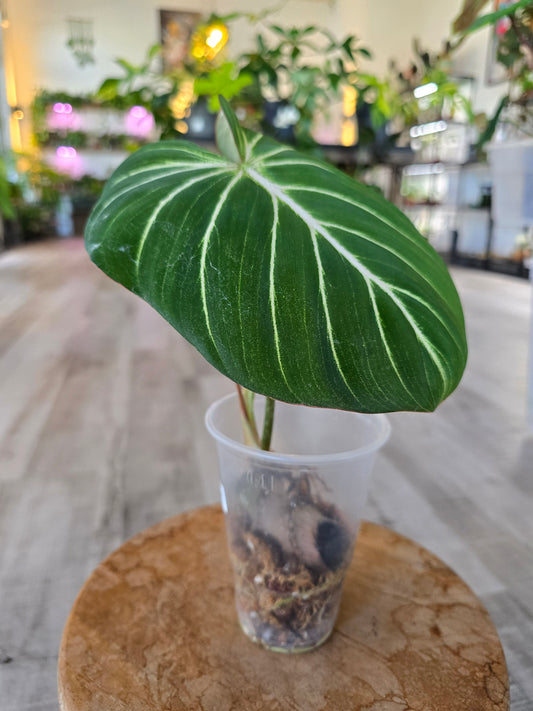 Philodendron Gloriosum Verde (JP1)