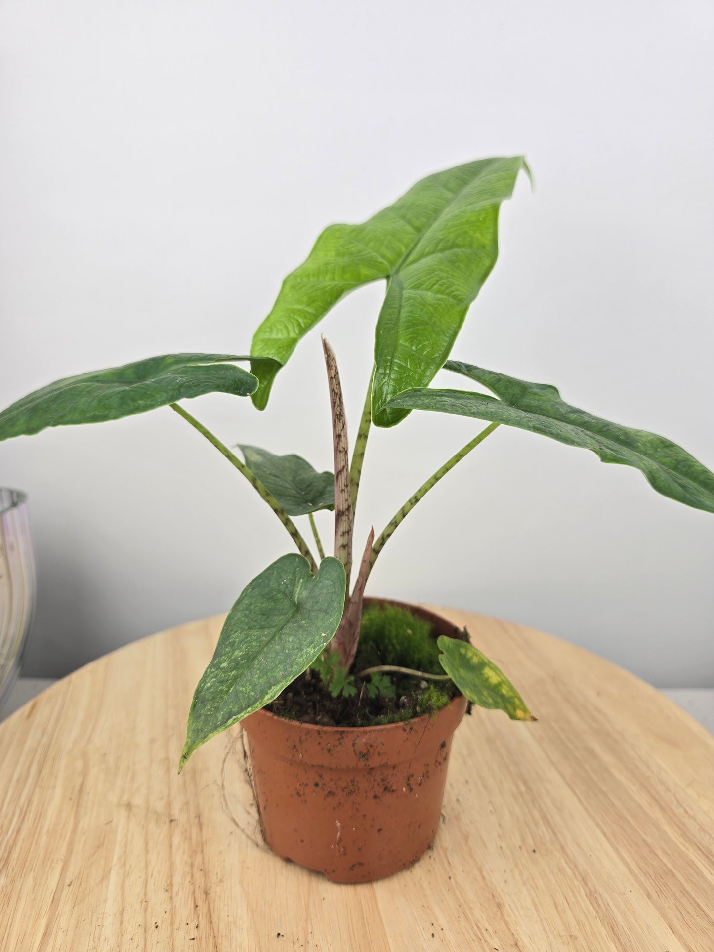 Alocasia 'Sulawesi Green Carpet'