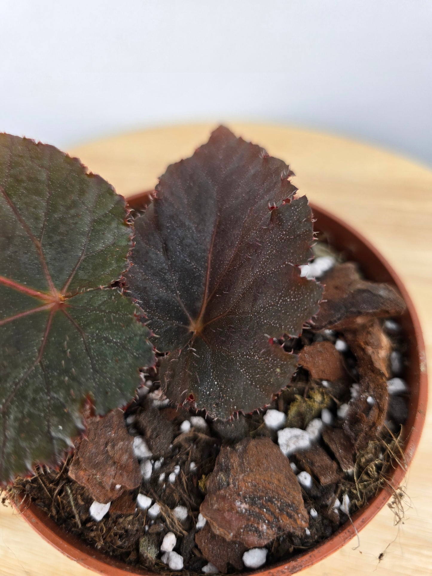 Begonia Taconite (JP)