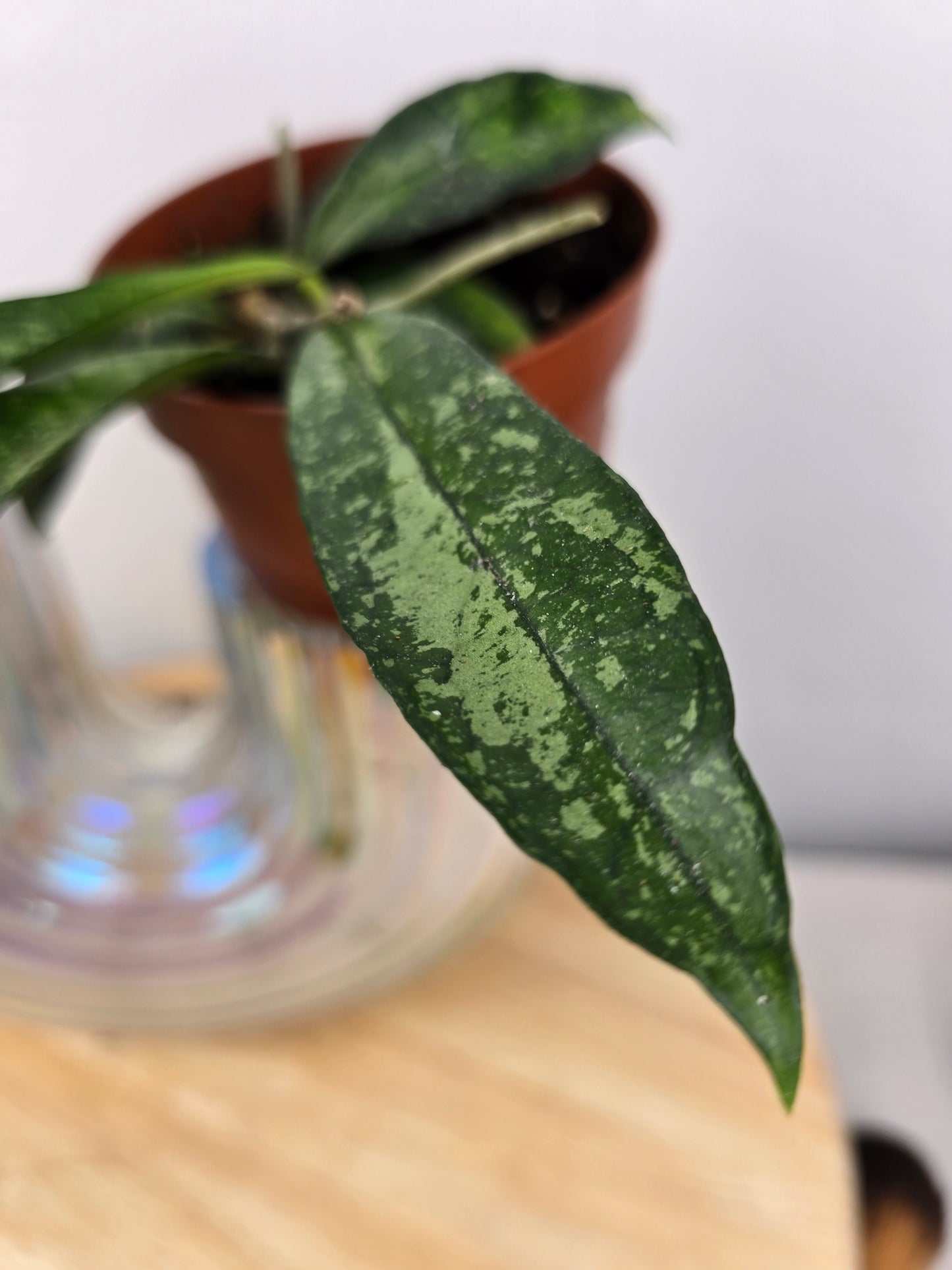Hoya 'Crassipetiolata' Splash