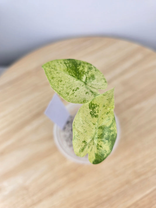 Alocasia Macrorrhiza splash (JP)