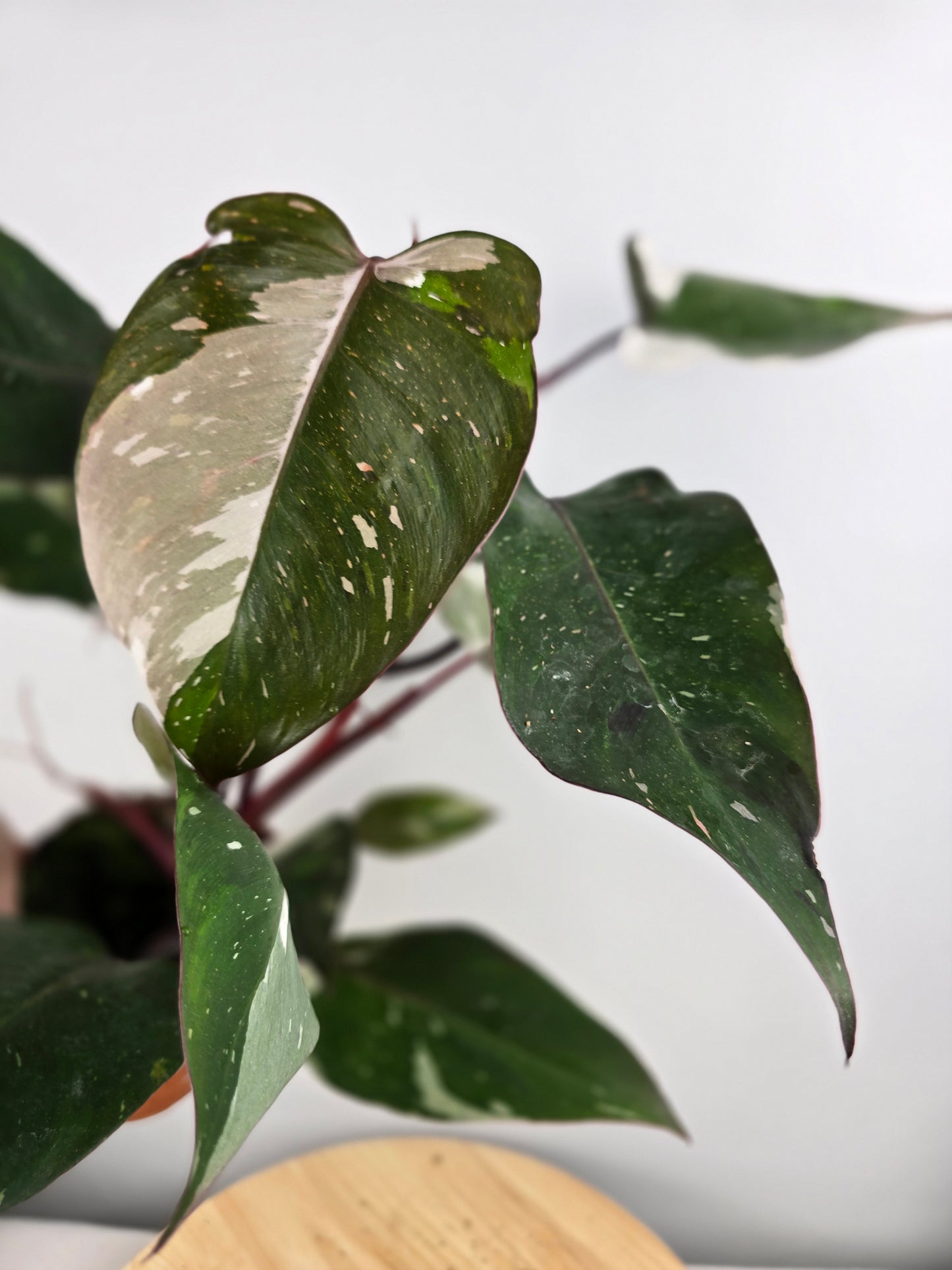 Philodendron 'Red Anderson'