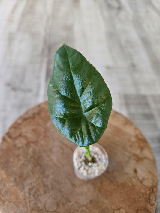 Alocasia Sinuata (JP)