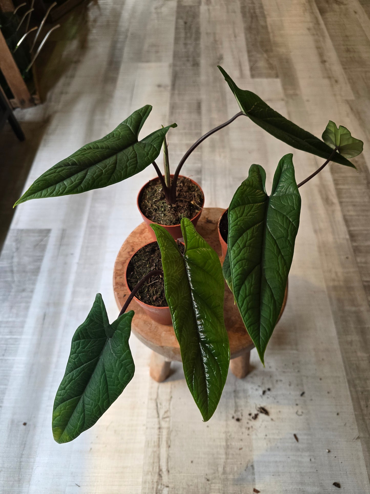 Alocasia Scalprum