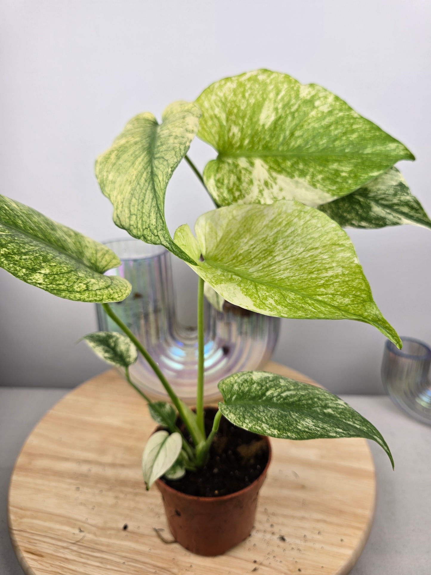 Monstera Deliciosa mint