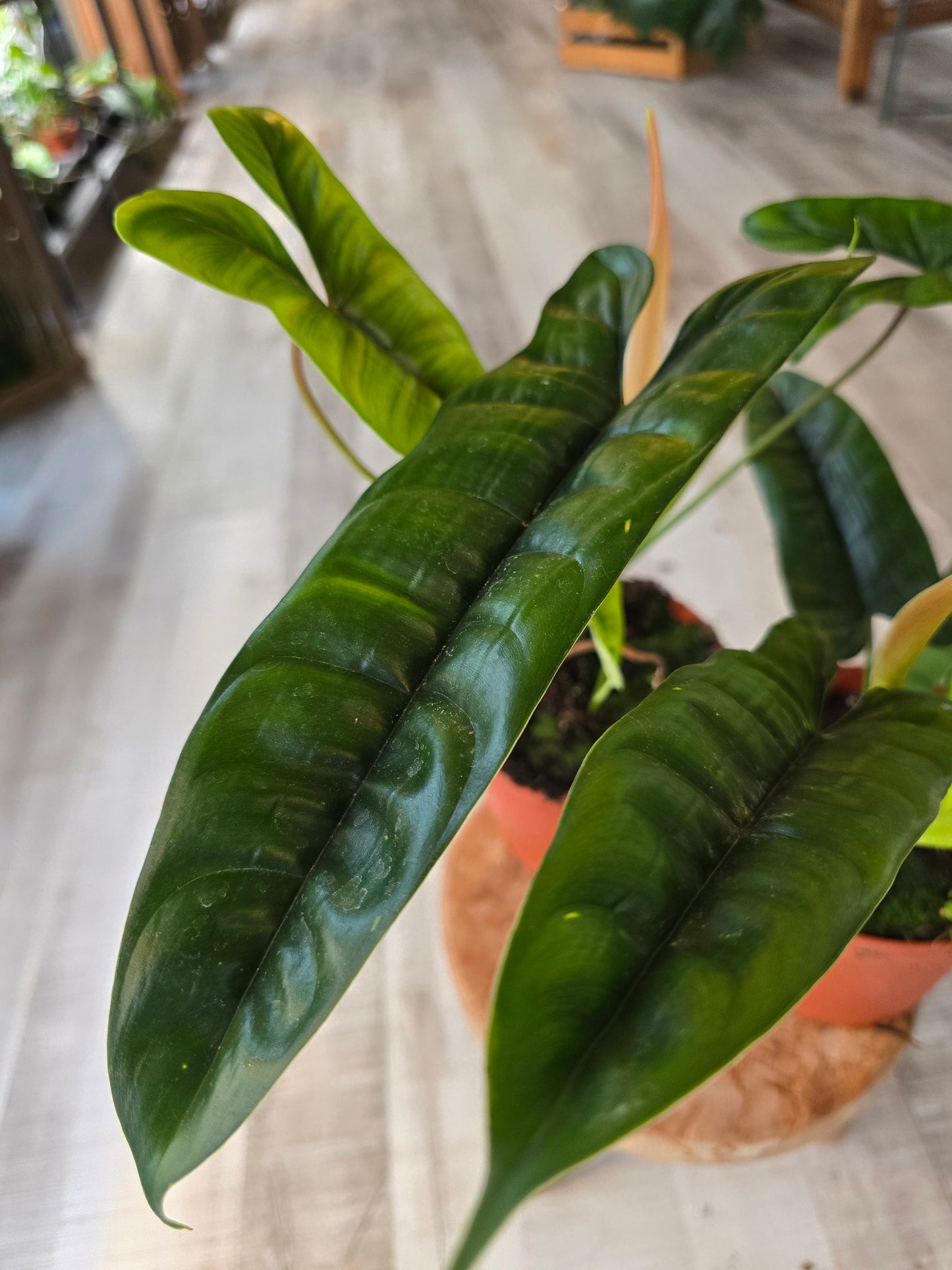 Philodendron Felix
