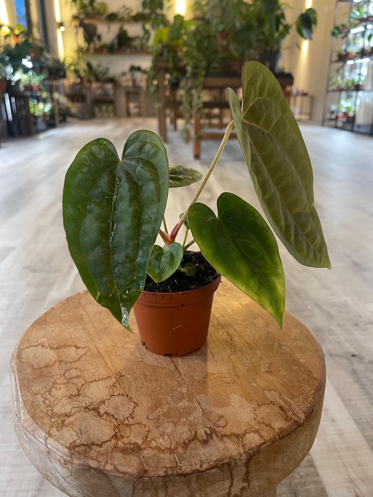 Anthurium papillilaminum x Dressleri (S1)