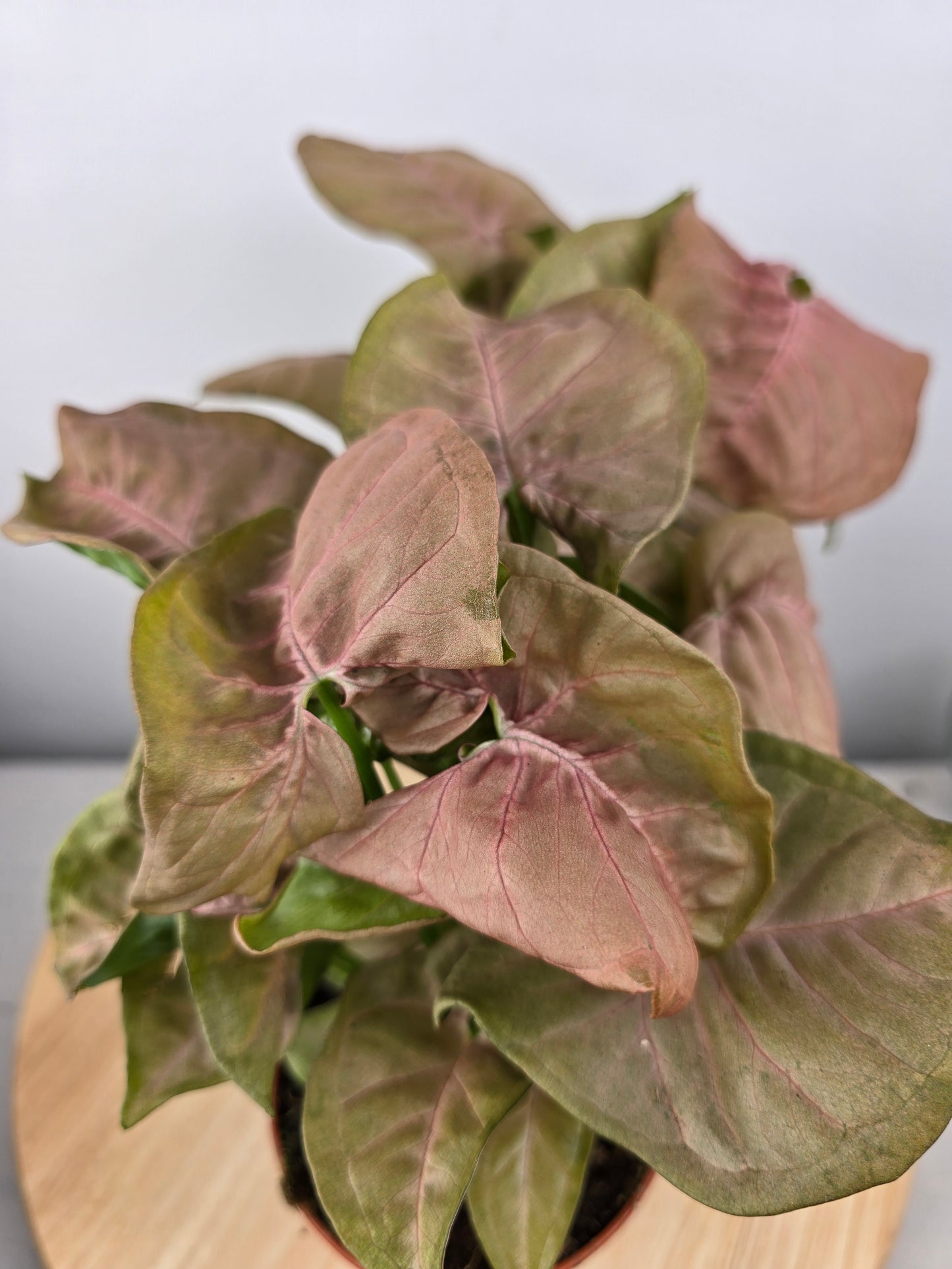 Syngonium Podophyllum 'Neon'