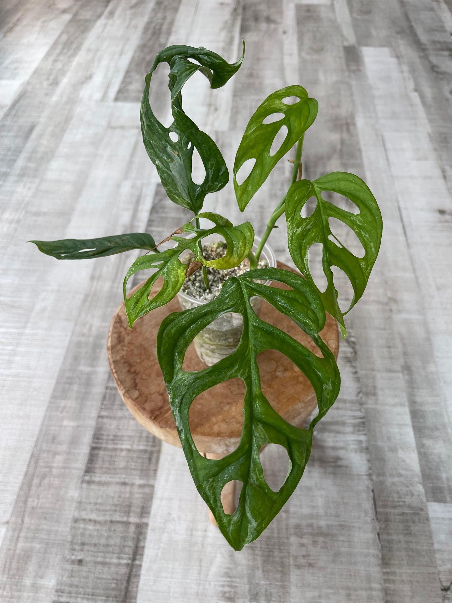 Monstera adansonii marble indonésien (JP2)