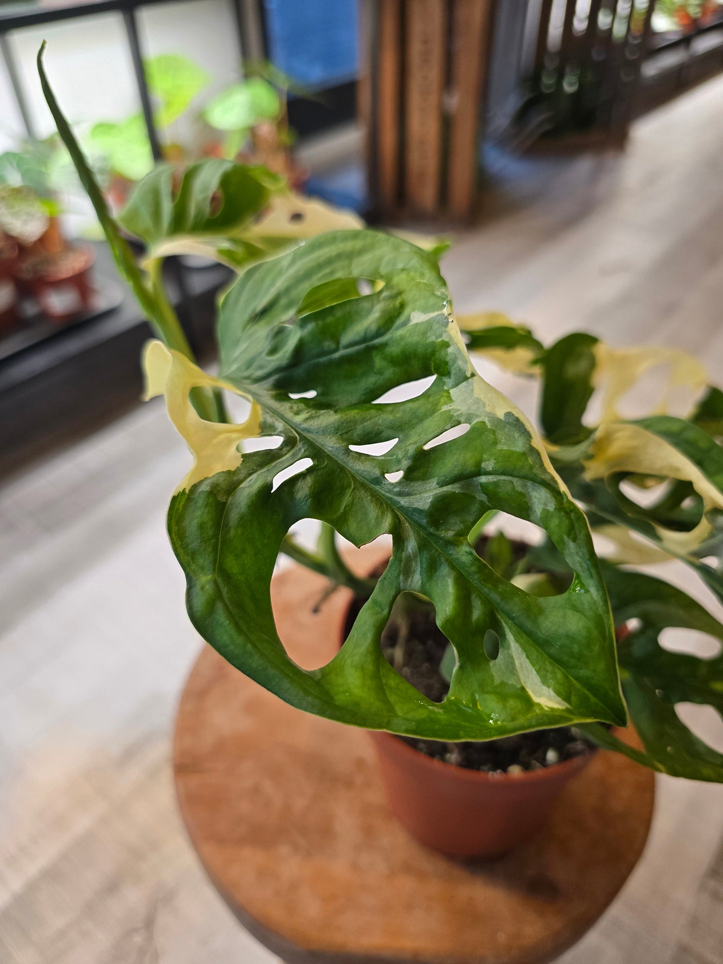 Monstera adansonii variegata