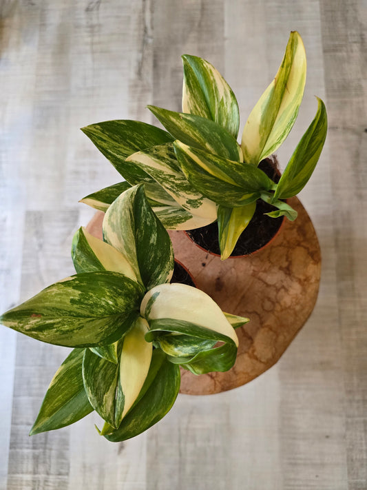 Scindapsus treubii Tricolor