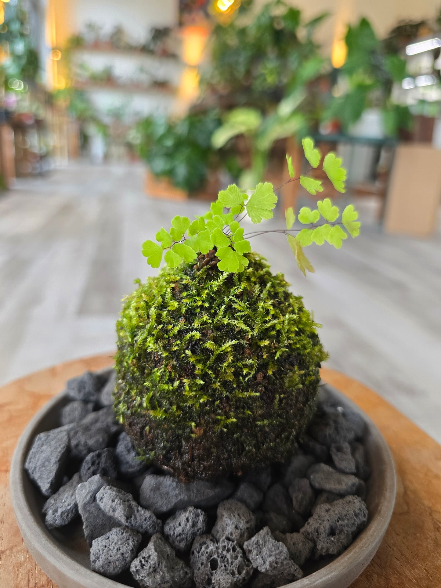 Maidenhair Fern Kokedama