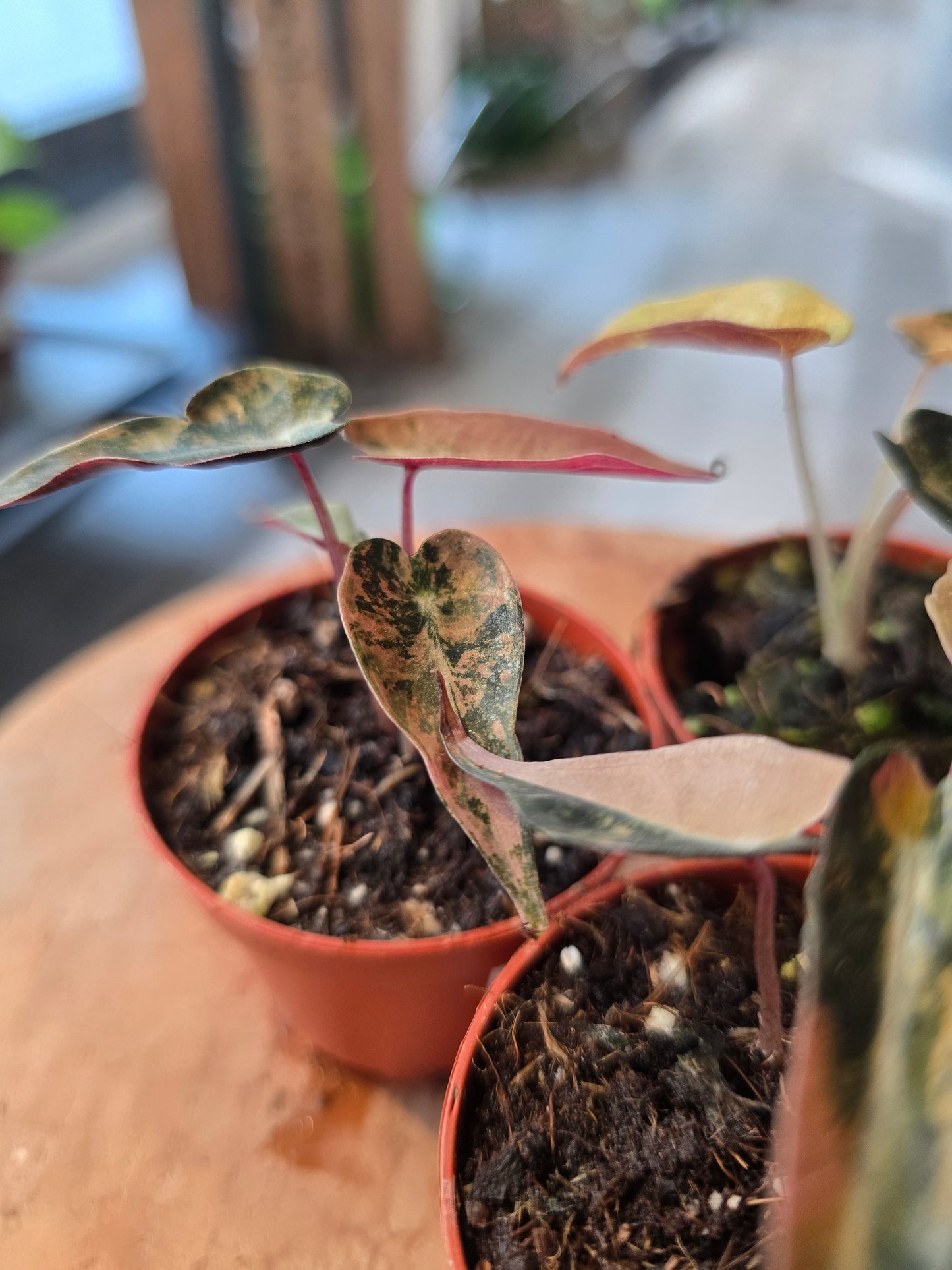 Alocasia Bambino Aurea