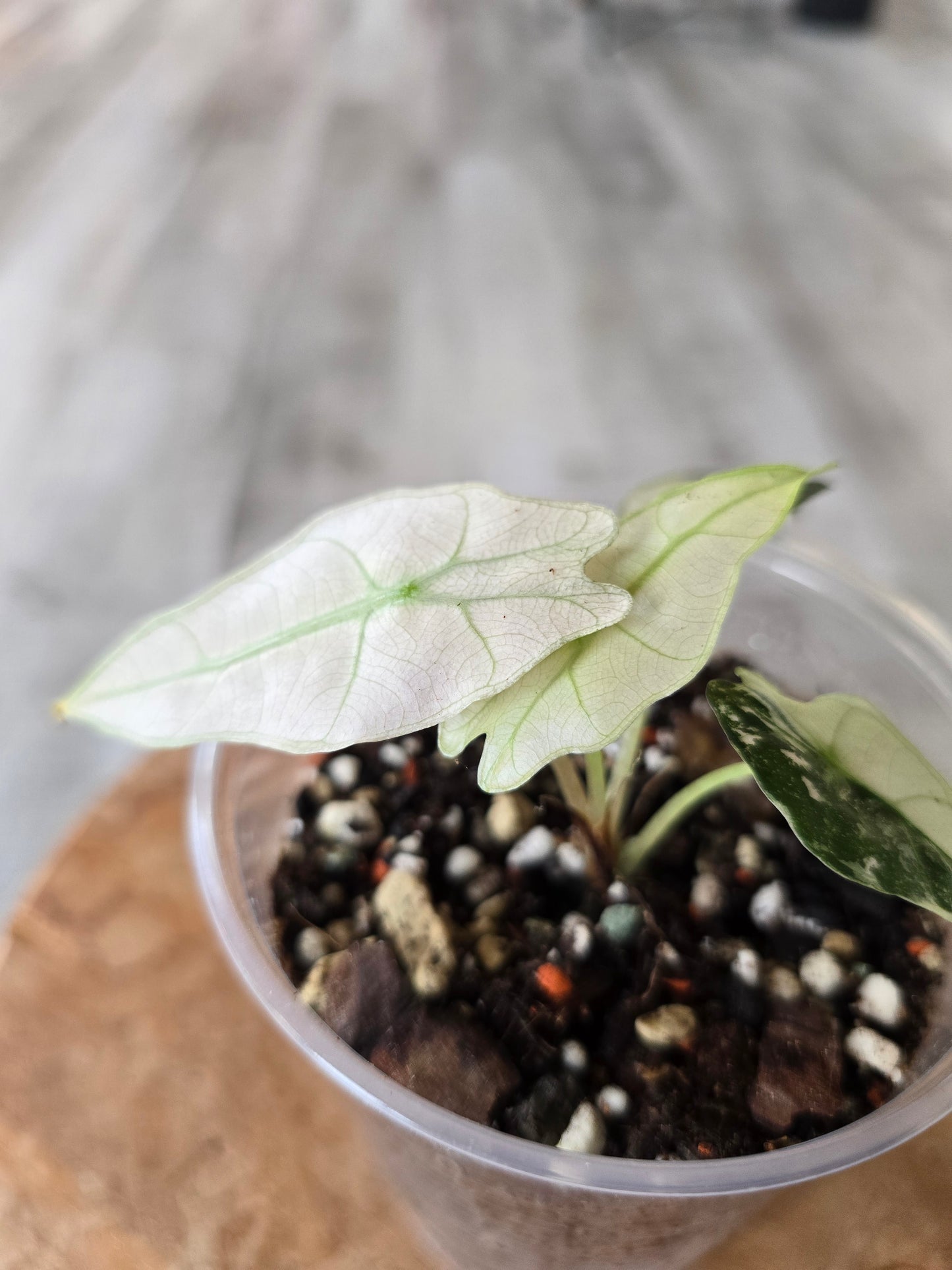 Alocasia Polly Pink Variegata (high variegated P1)