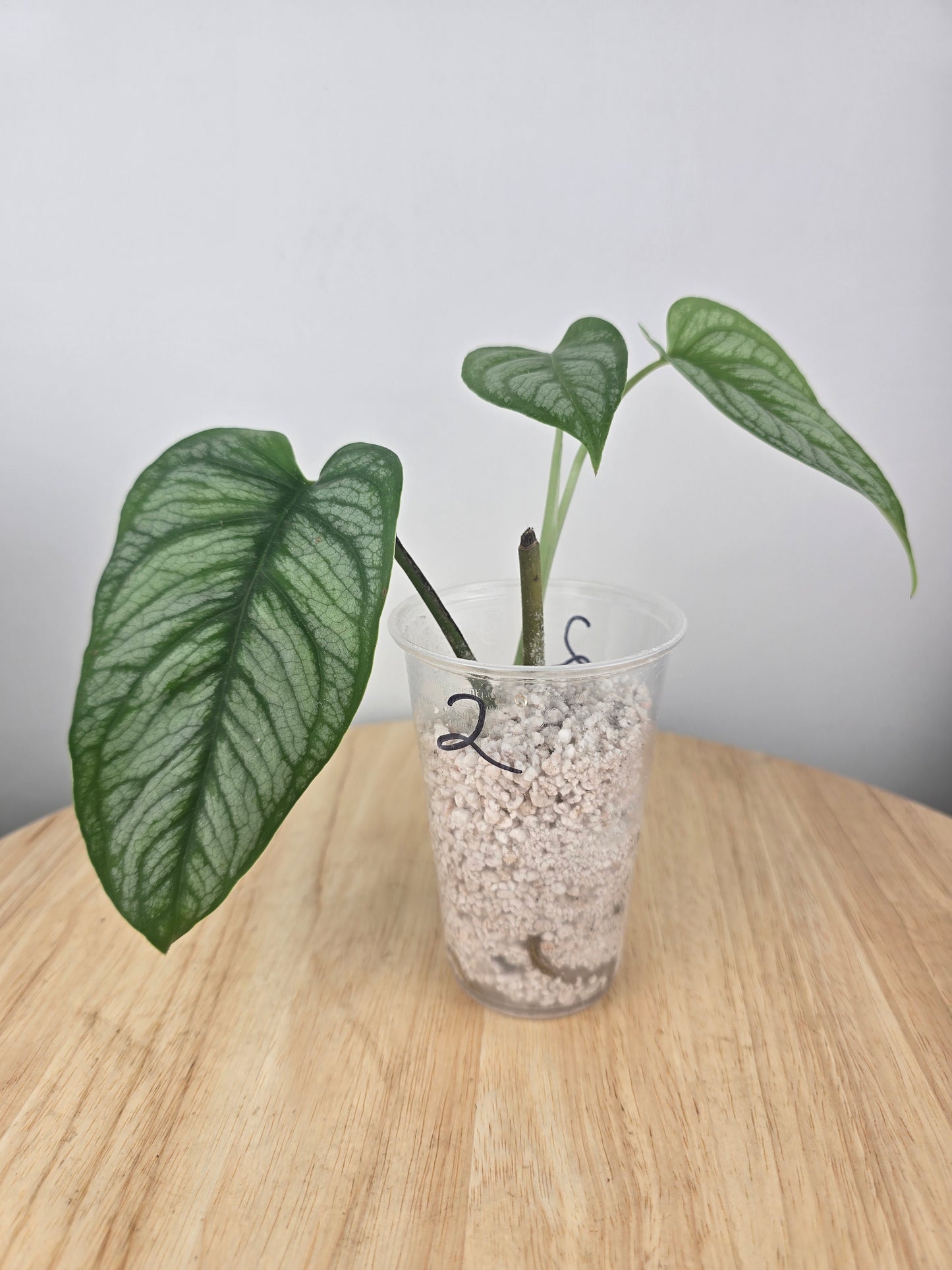 Monstera Siltepecana 'El Salvador'