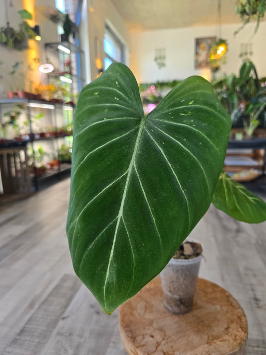 Philodendron Gloriosum Verde (JP)