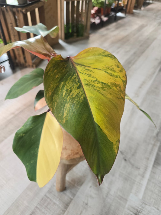 Philodendron Strawberry Shake (1)