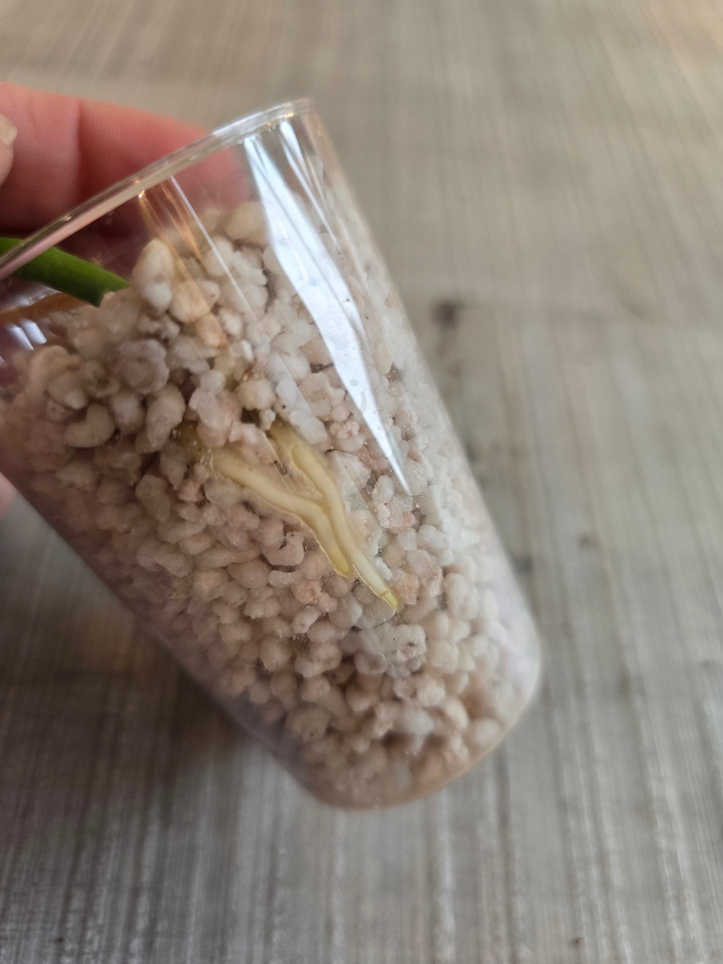 Scindapsus Silver Tattoo (RC)