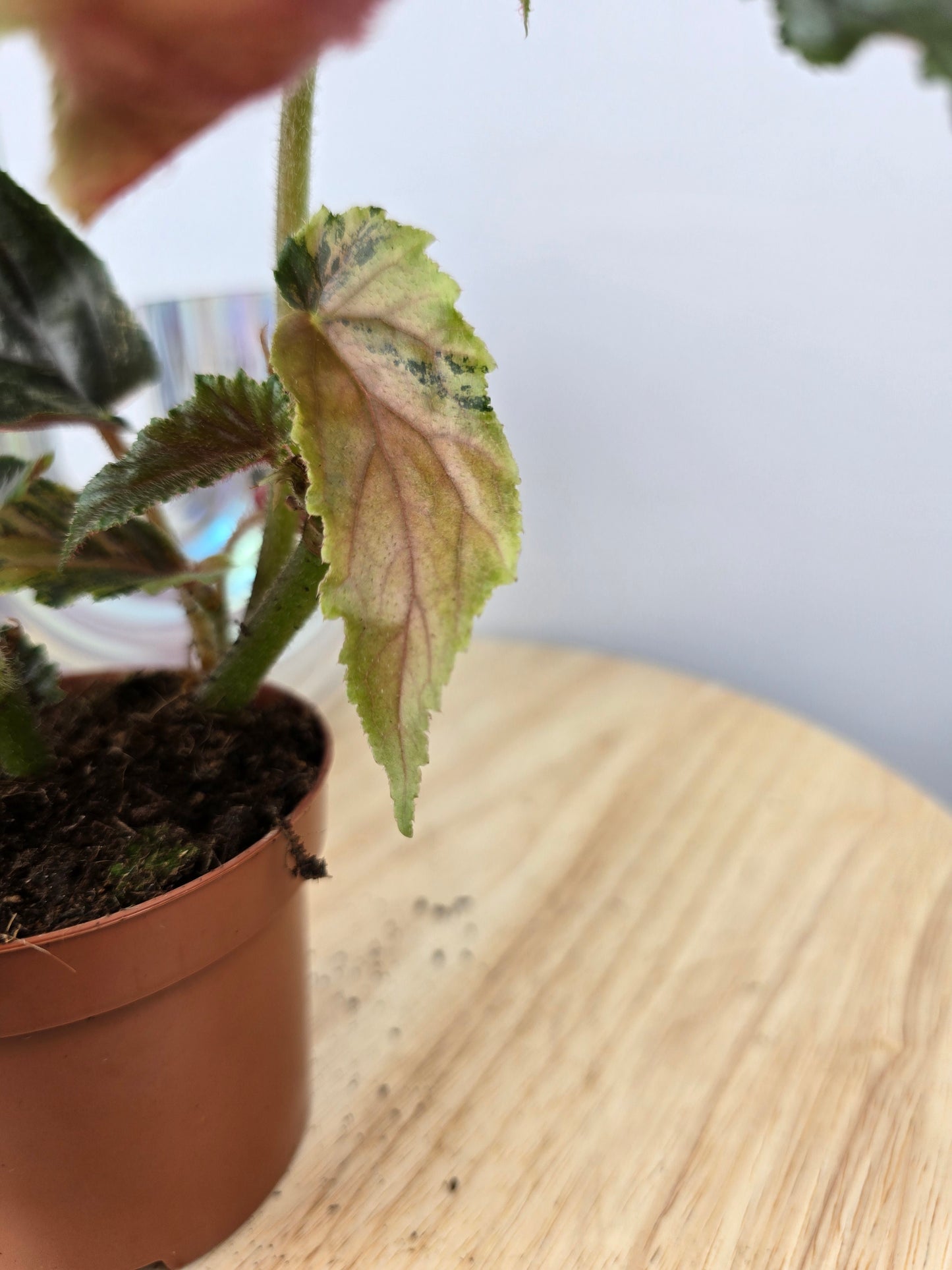 Begonia 'Ginny Galaxy Variegata'