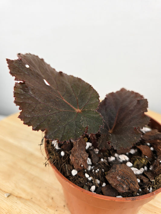 Begonia Taconite (JP)