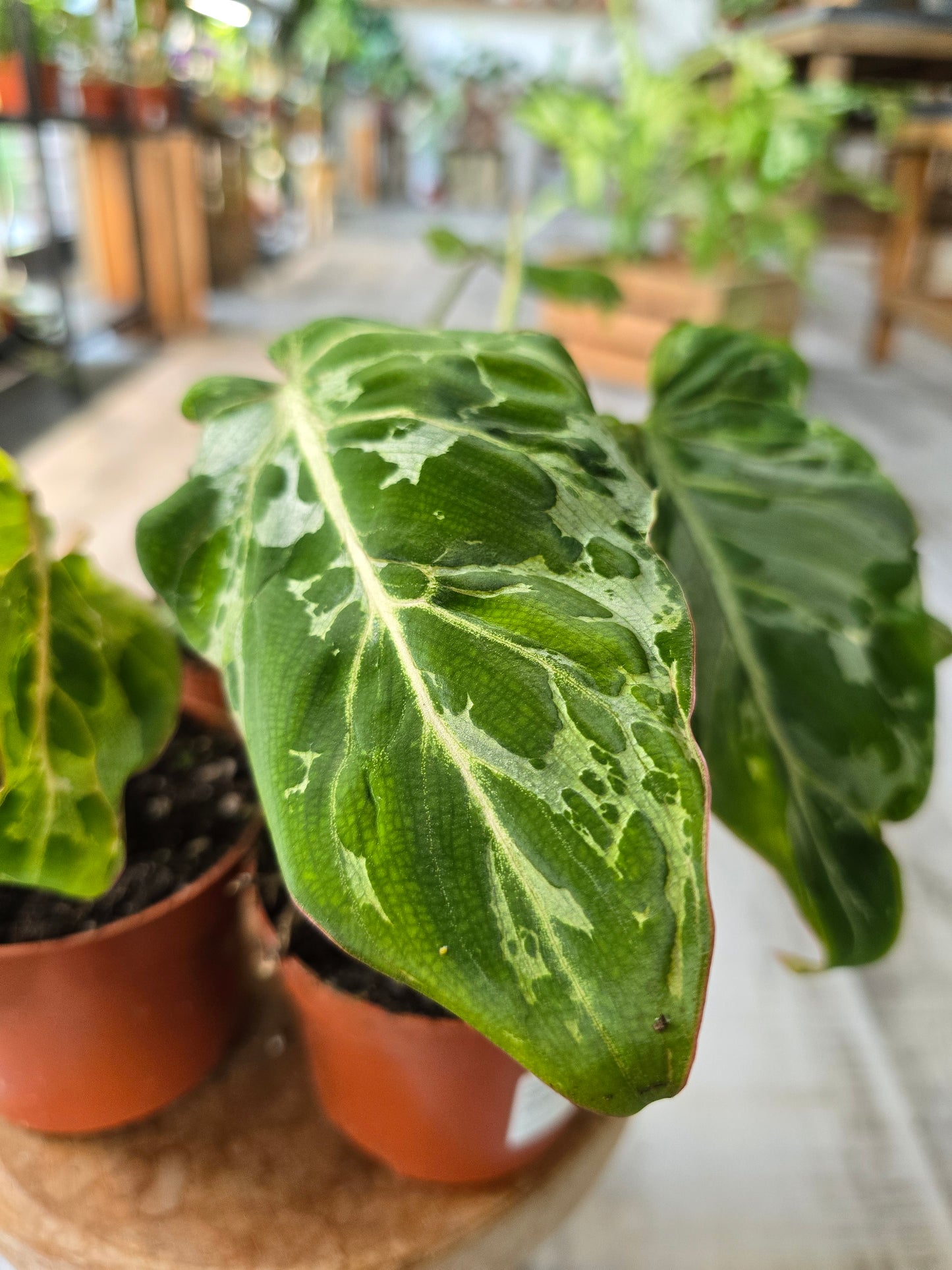 Philodendron Gloriosum Snow Leopard