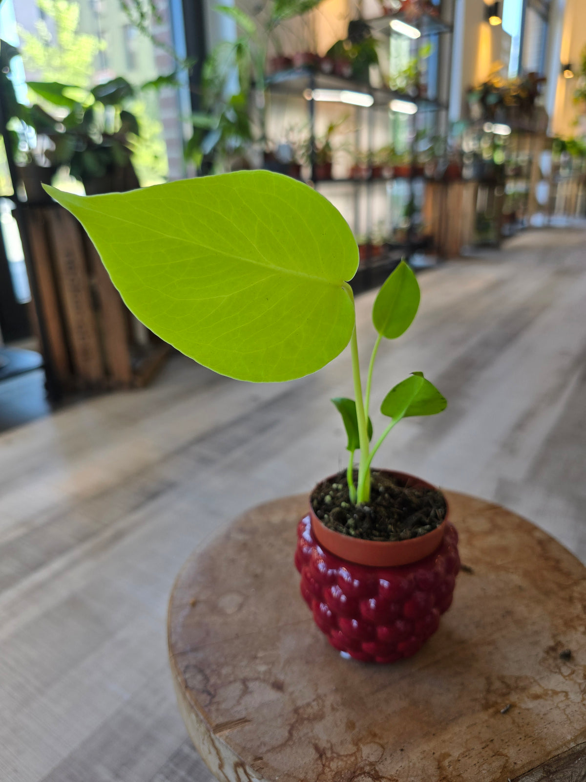 Monstera Lime Banana