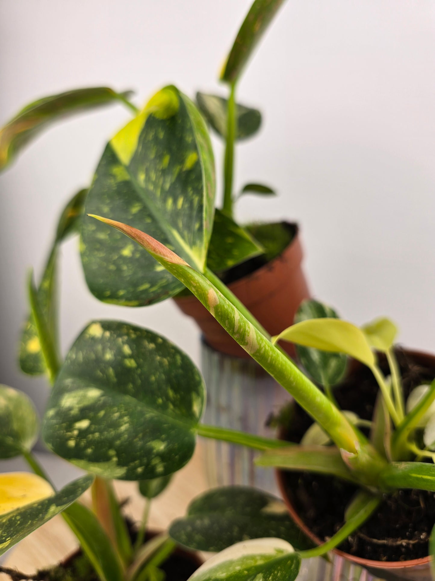 Philodendron Green Congo variegata