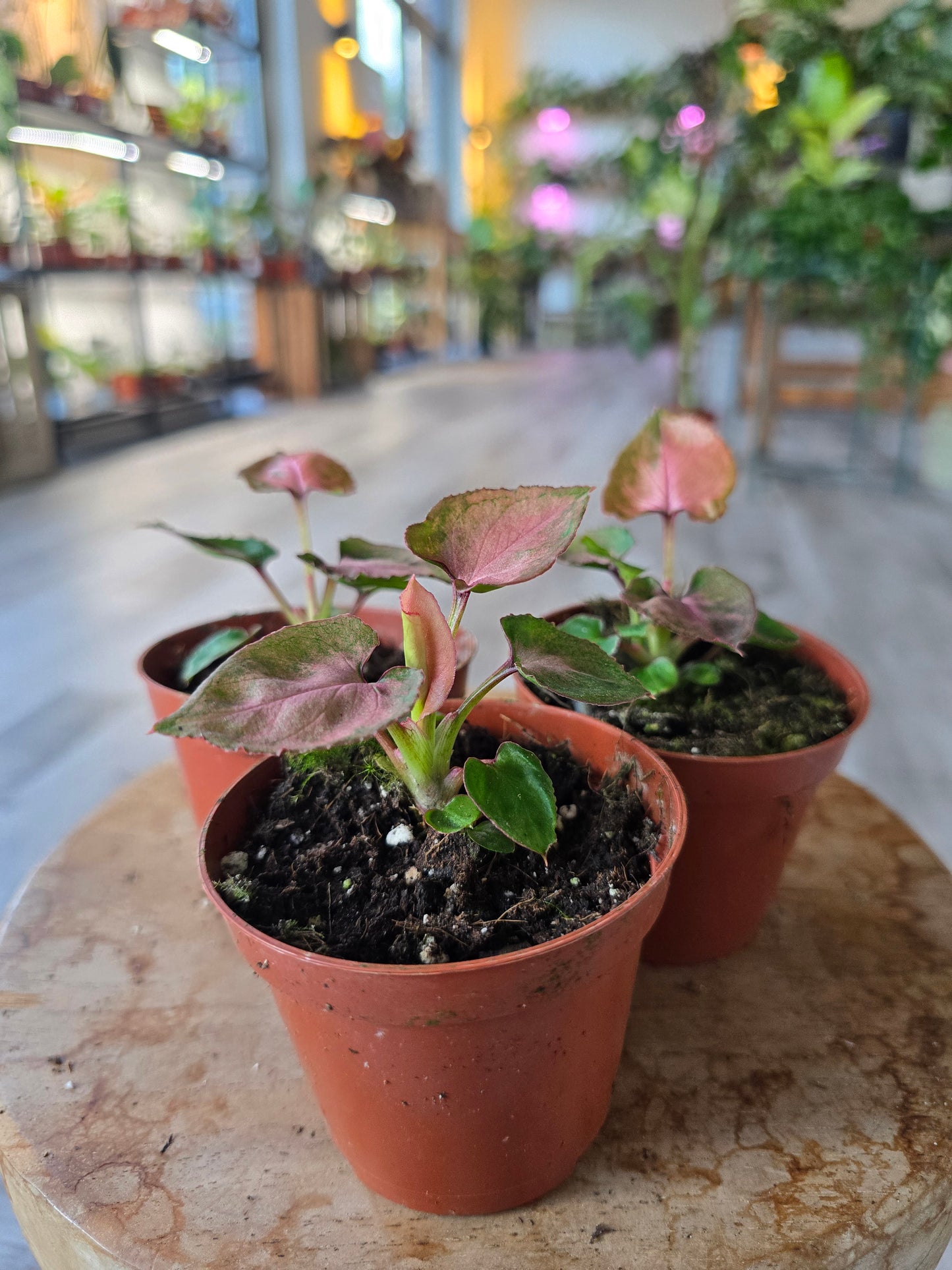 Syngonium Pink Perfection