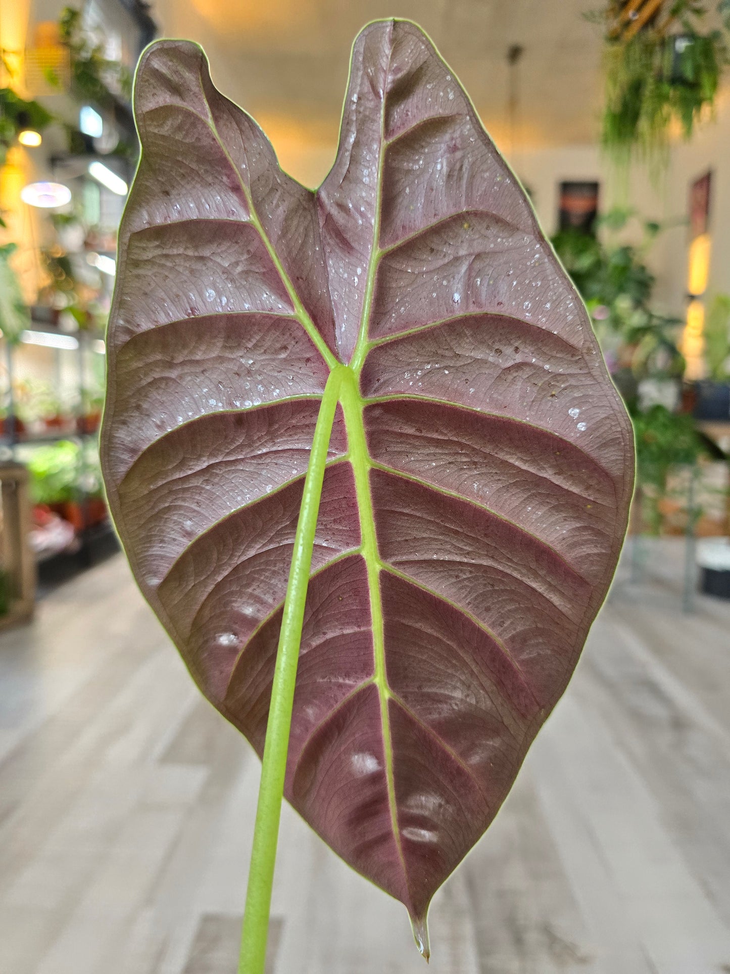Alocasia Golden Bone (SC)