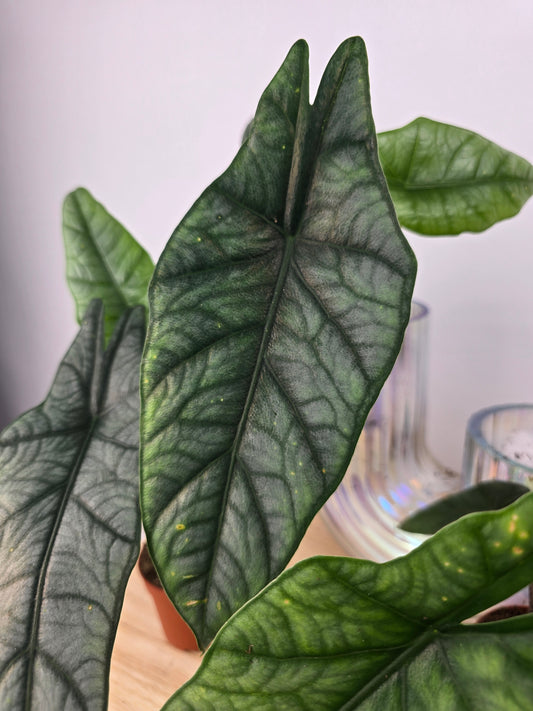 Alocasia heterophylla 'Metallic Blue'
