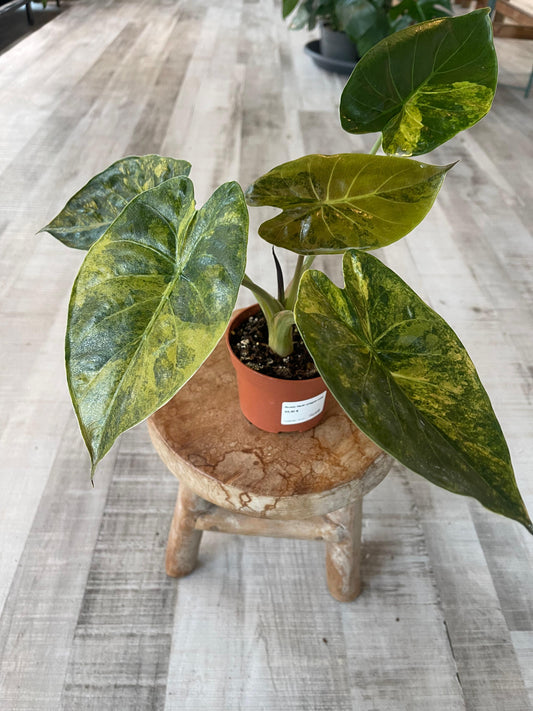 Alocasia wentii 'Aurea'