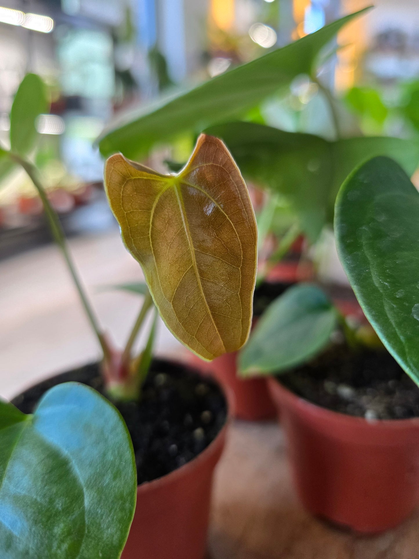 Napo Anthurium