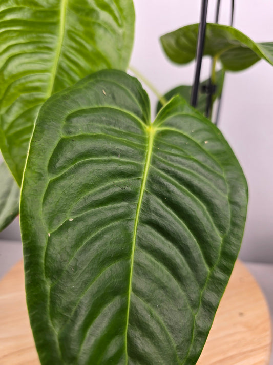 Anthurium Veitchii