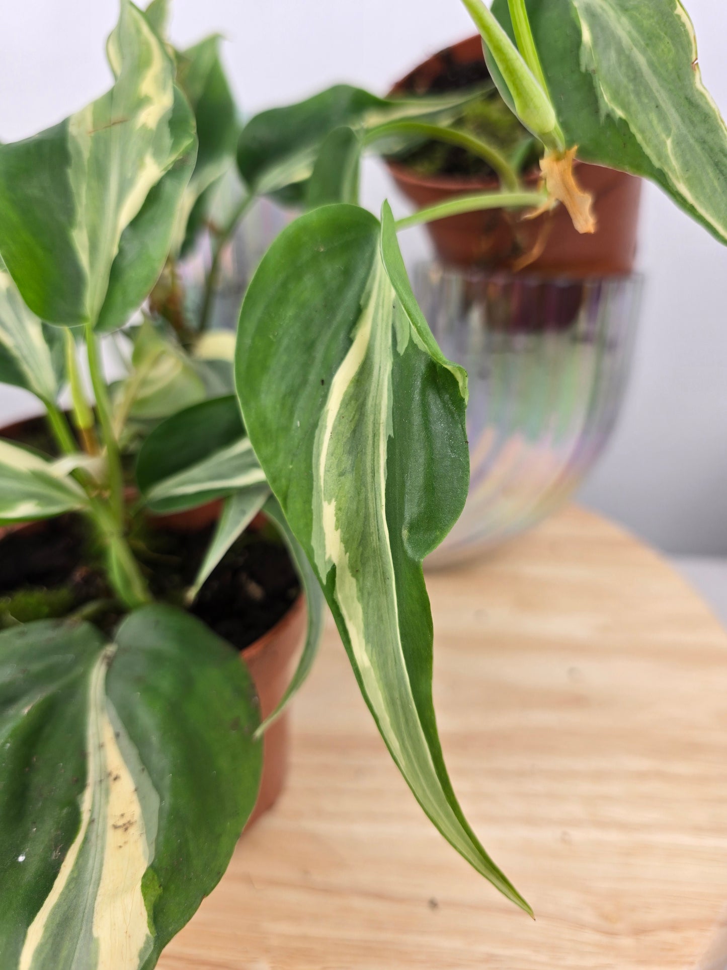 Philodendron hederaceum 'Rio'