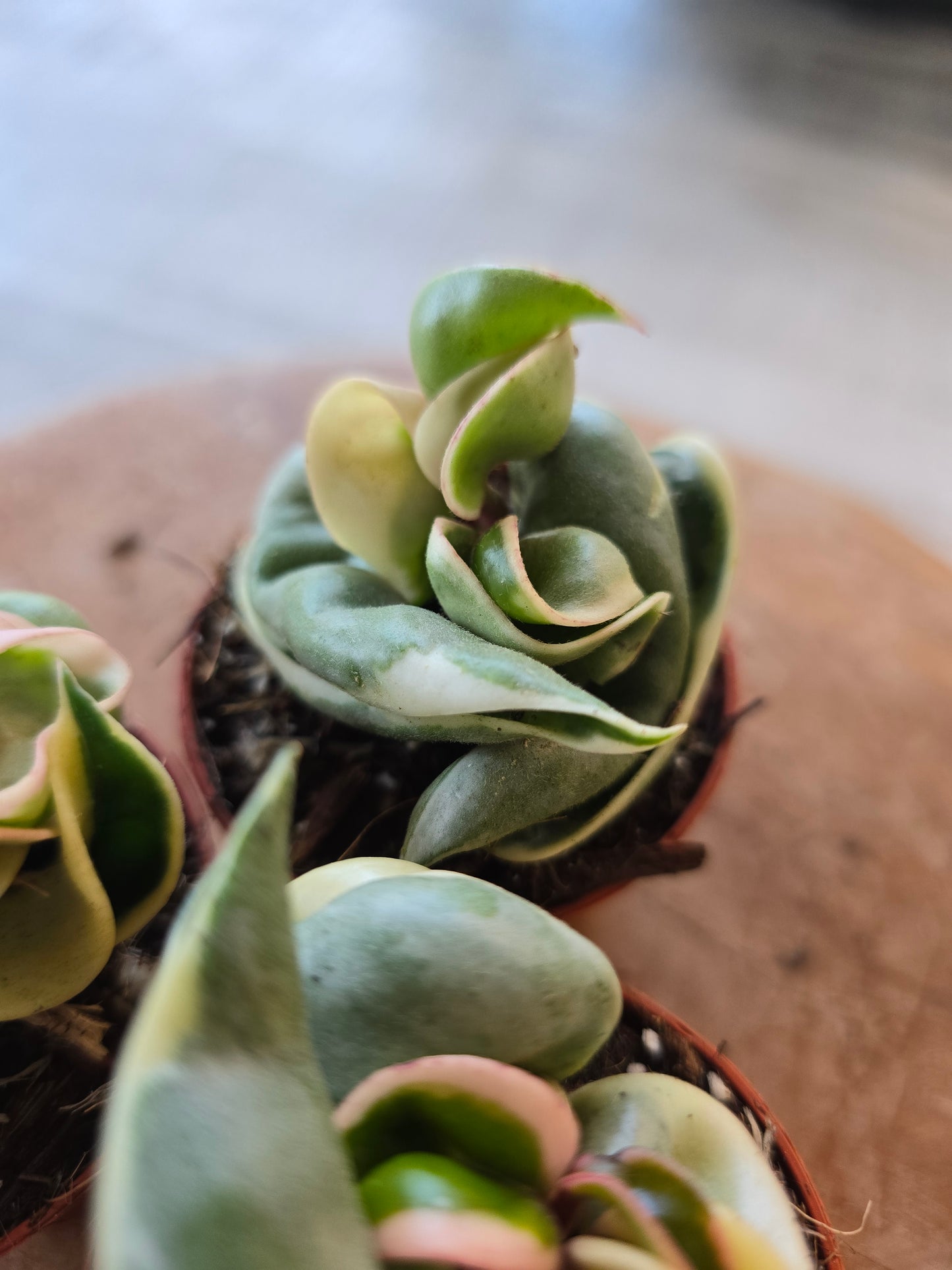 Hoya carnosa Compacta 'variegata'