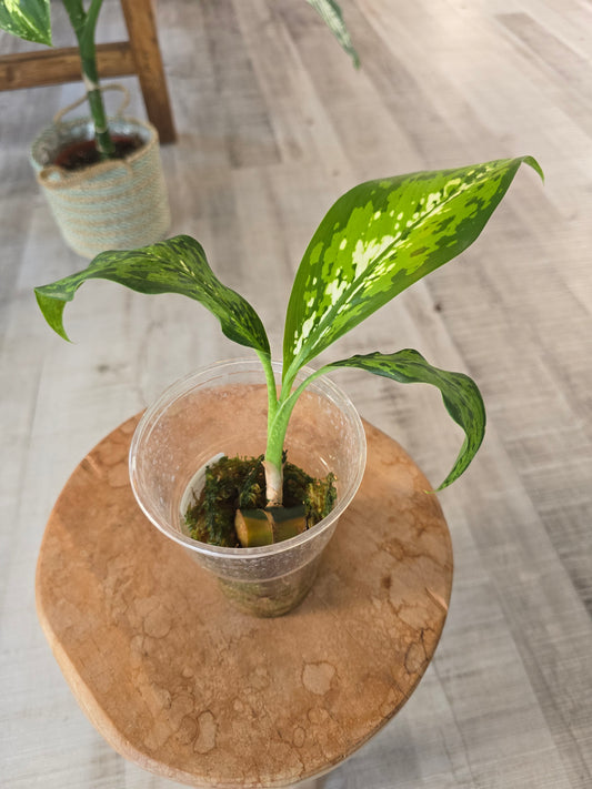 Dieffenbachia Crocodile (JP)