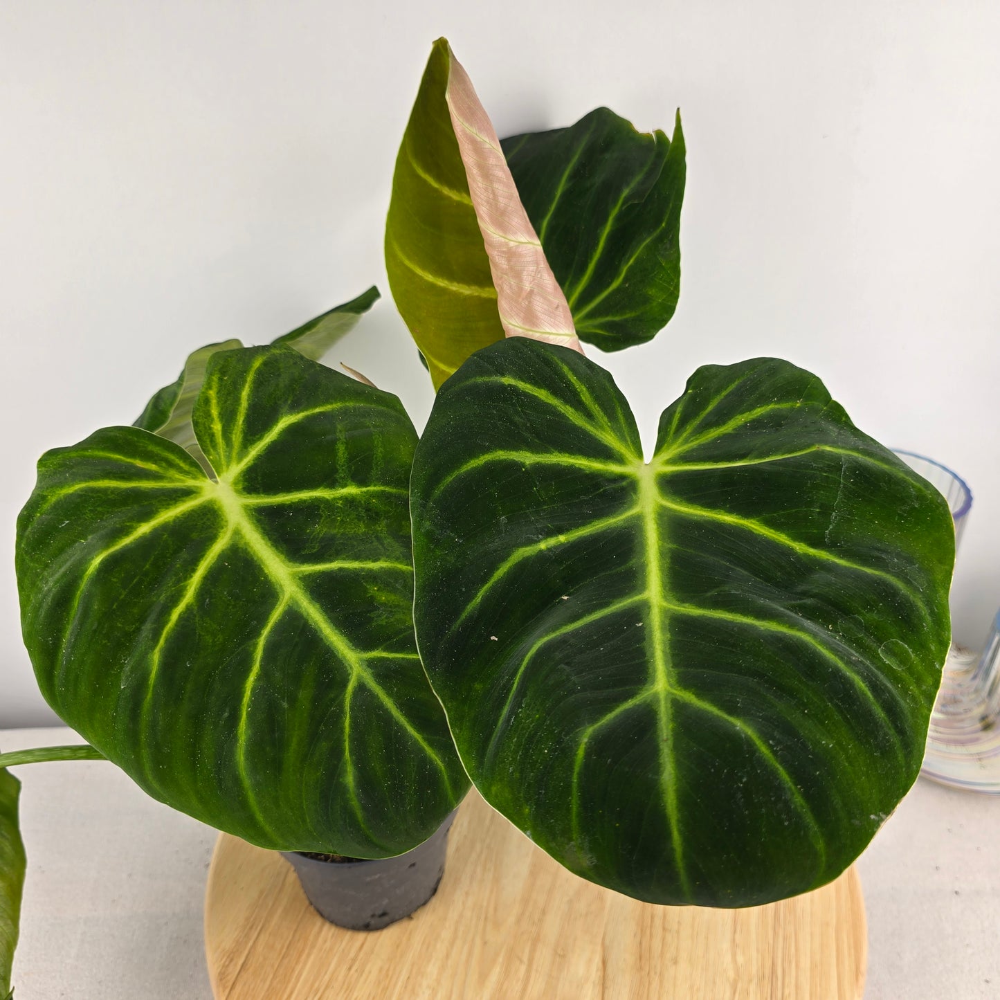 Philodendron luxurians