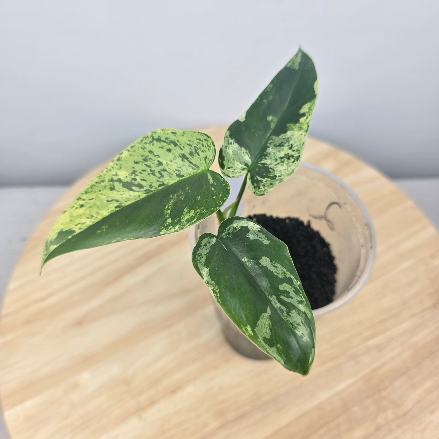 Philodendron Ilsemanii