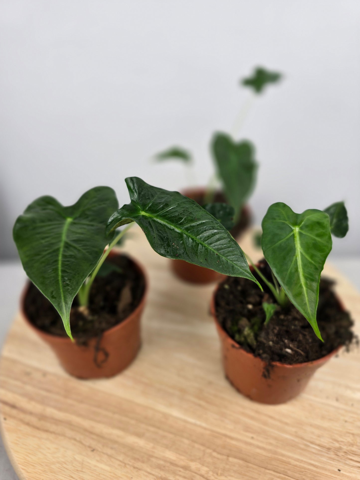 Alocasia Frydek Tattoo
