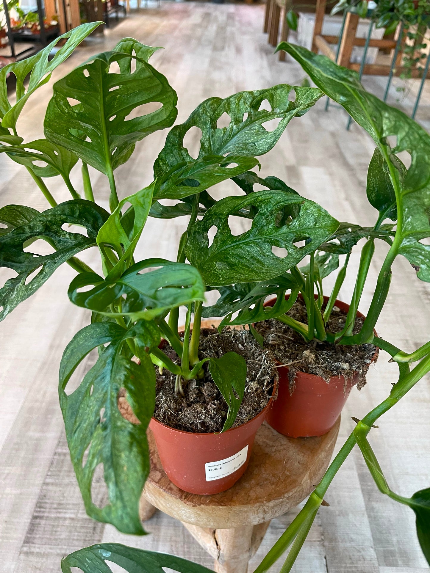 Monstera adansonii Mint