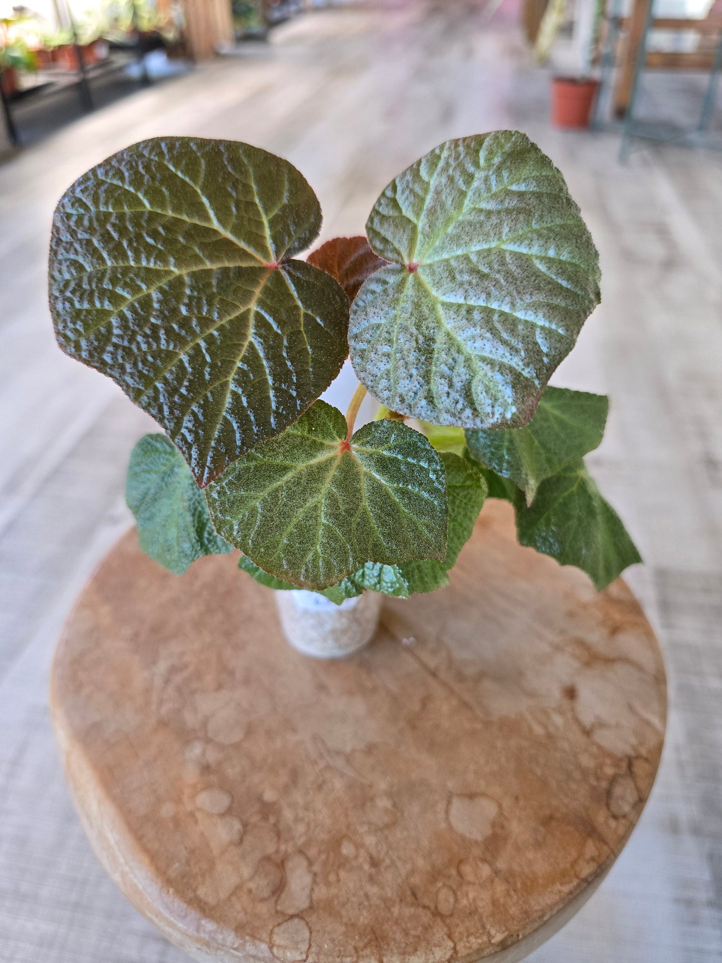 Begonia Boomer (RC5)