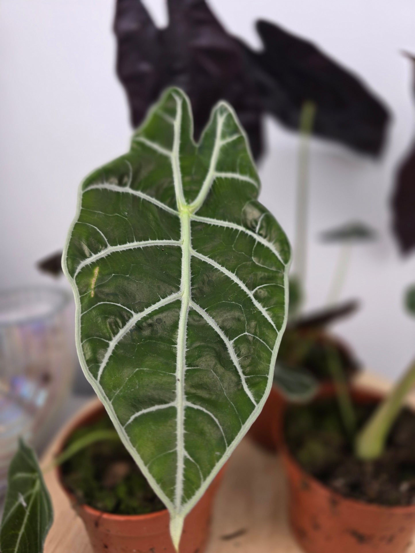 Alocasia 'Watsoniana Big Form'