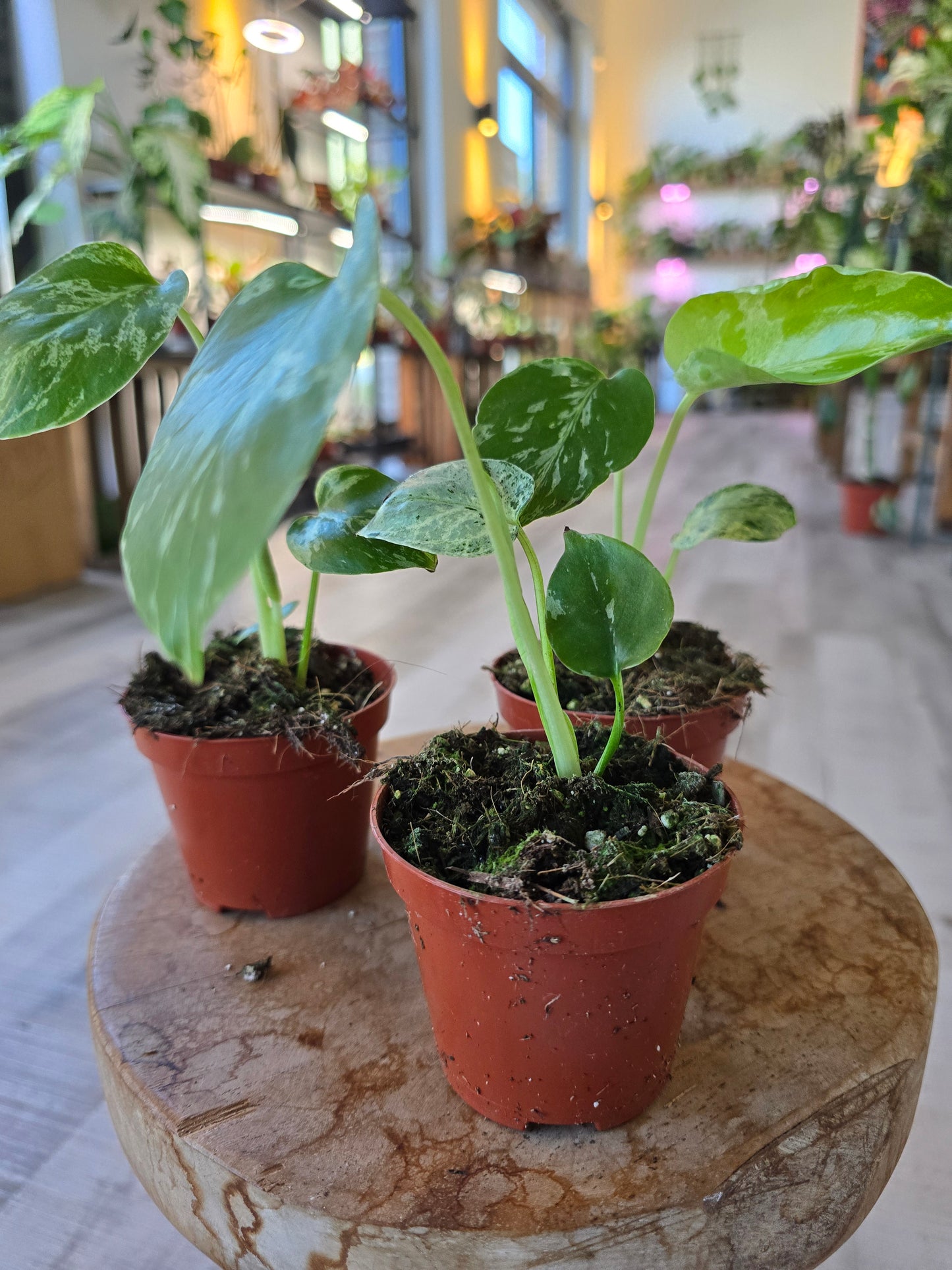 Monstera Bulbasaur