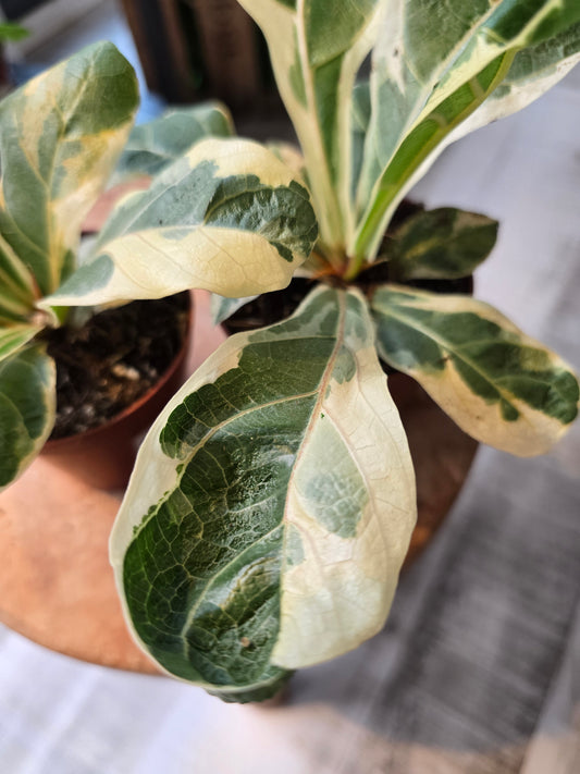 Ficus Lyrata variegata