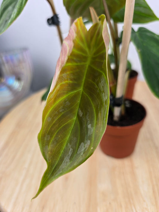 Philodendron 'Majestic'