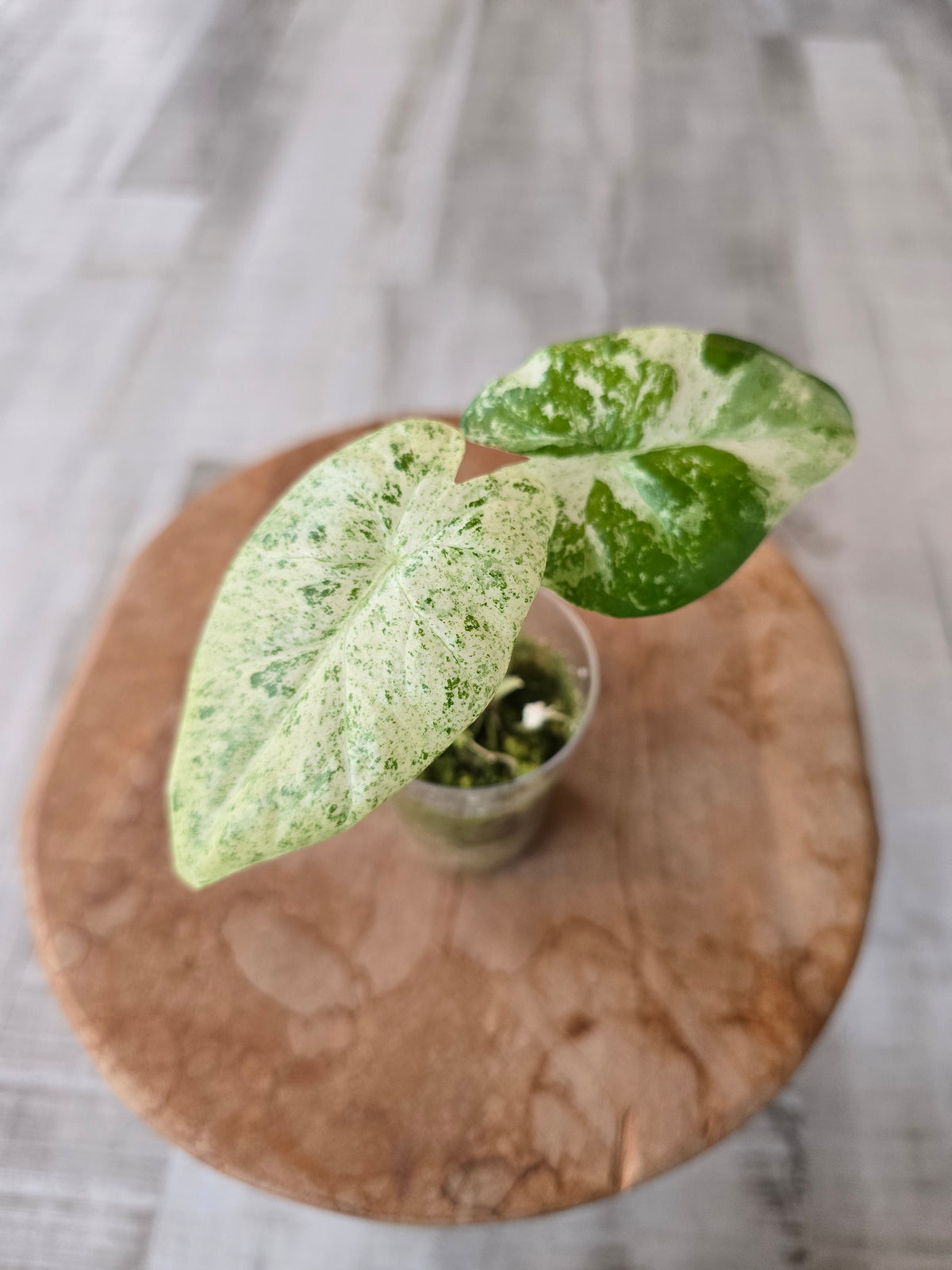 Alocasia Macrorrhiza Splash (JP)