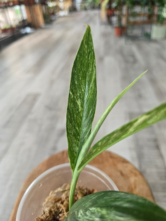 Rhaphidophora Megasperma variegata