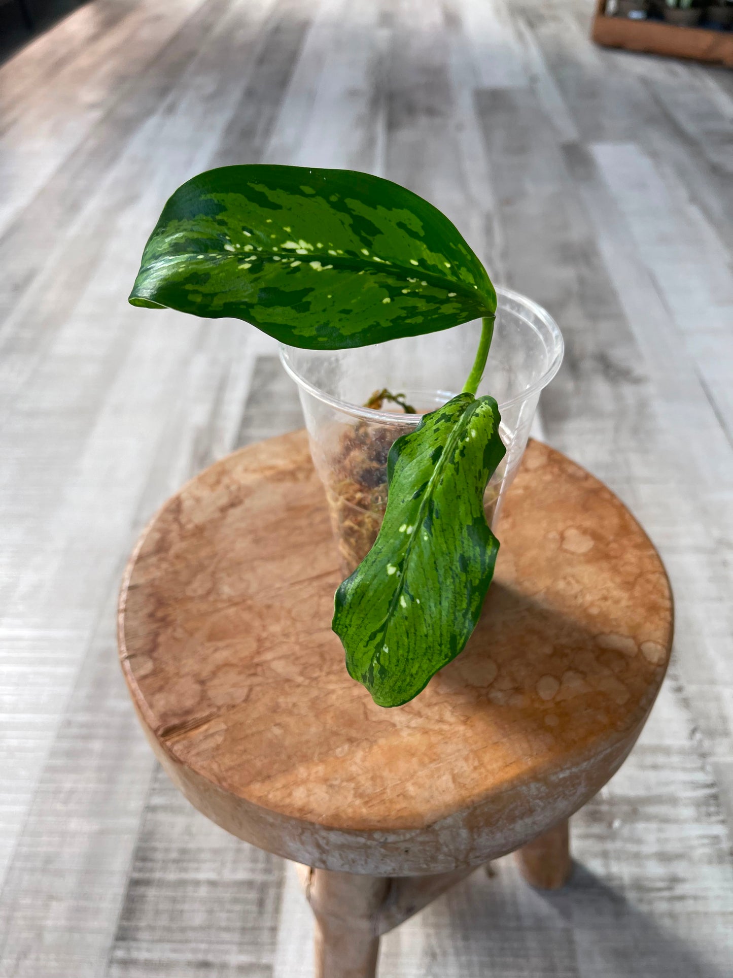 Dieffenbachia Crocodile (JP)