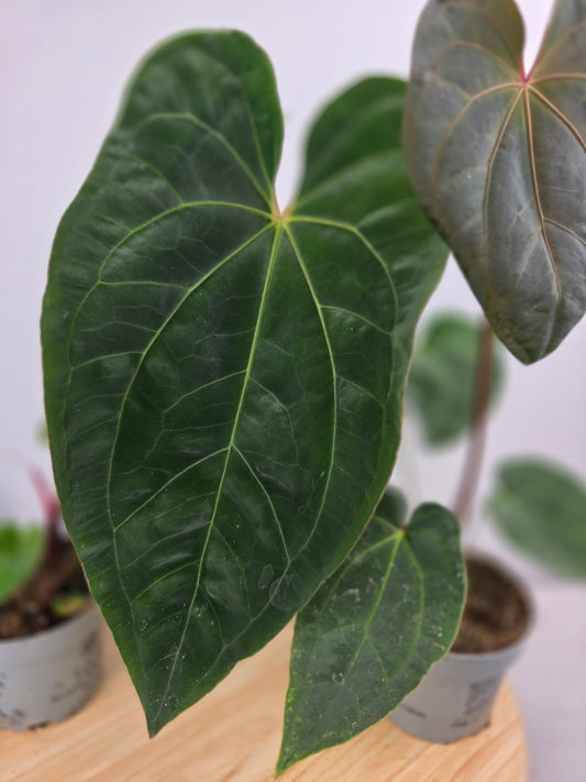 Anthurium 'Dark Phoenix'