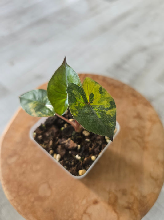 Alocasia Yucatan Princess aurea variegata